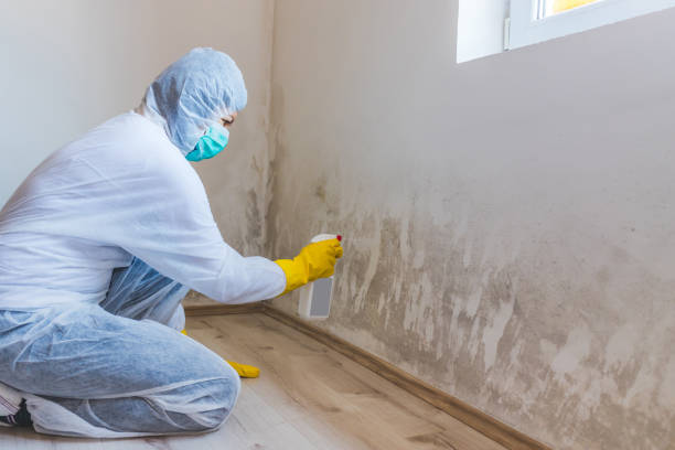 Licensed Mold Removal service in Thomasville, GA - WQB Mold Removal