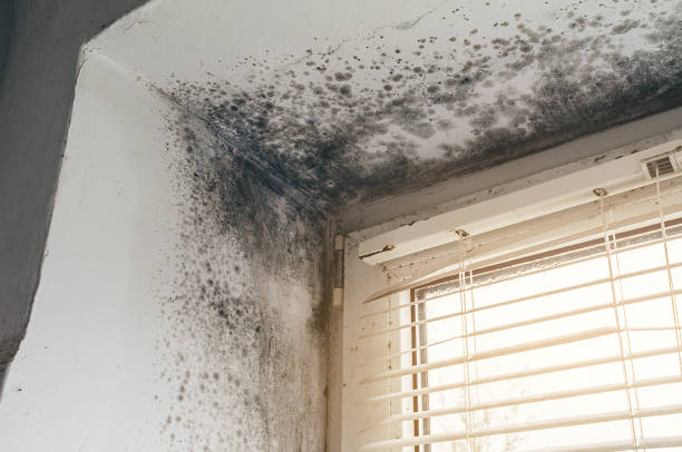 Affordable Mold Removal solutions in Thomasville, GA